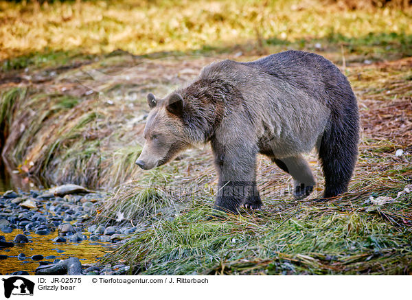 Grizzlybr / Grizzly bear / JR-02575