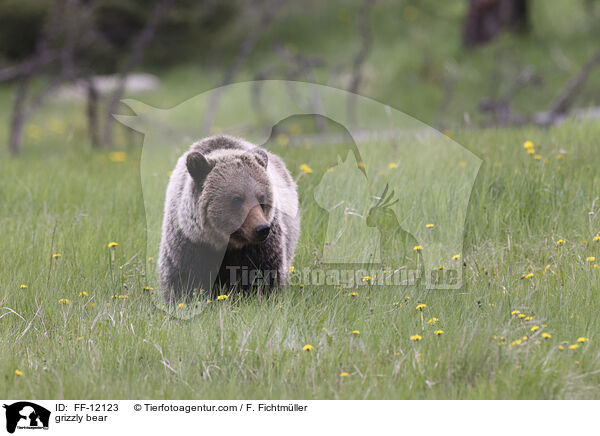Grizzlybr / grizzly bear / FF-12123