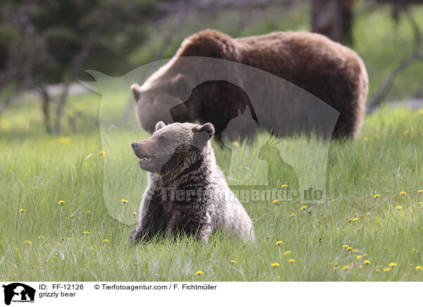 Grizzlybr / grizzly bear / FF-12126