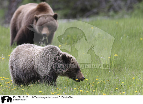 Grizzlybr / grizzly bear / FF-12128