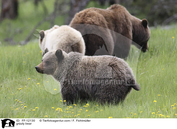 Grizzlybr / grizzly bear / FF-12130
