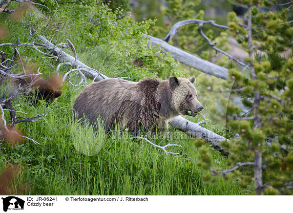 Grizzlybr / Grizzly bear / JR-06241