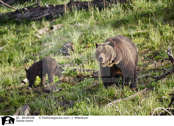 Grizzlybren / Grizzly bears / JR-06338