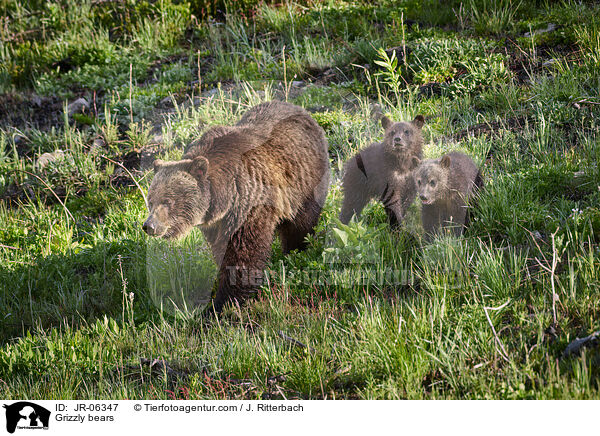 Grizzlybren / Grizzly bears / JR-06347