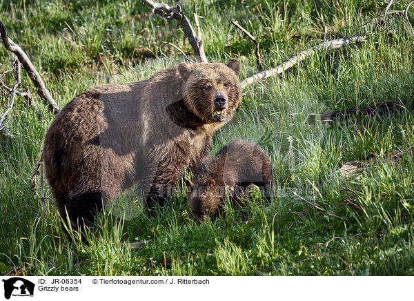 Grizzlybren / Grizzly bears / JR-06354
