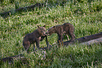 Grizzly bear babys