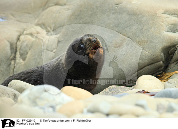 Neuseelndischer Seelwe / Hooker's sea lion / FF-02949
