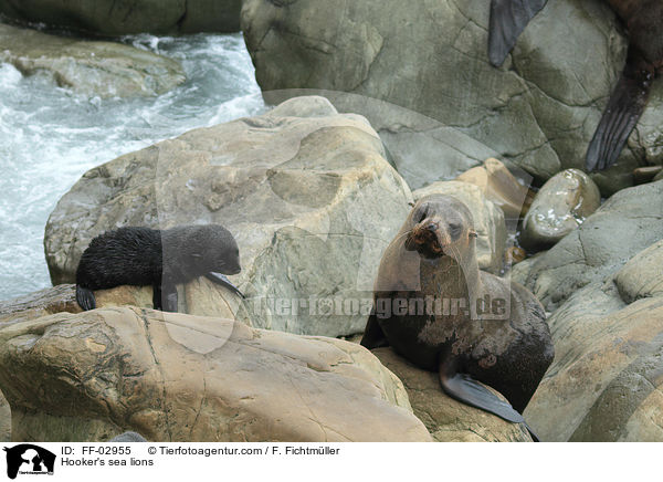 Neuseelndische Seelwen / Hooker's sea lions / FF-02955