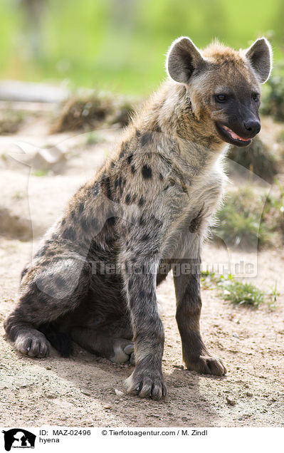 hyena / MAZ-02496
