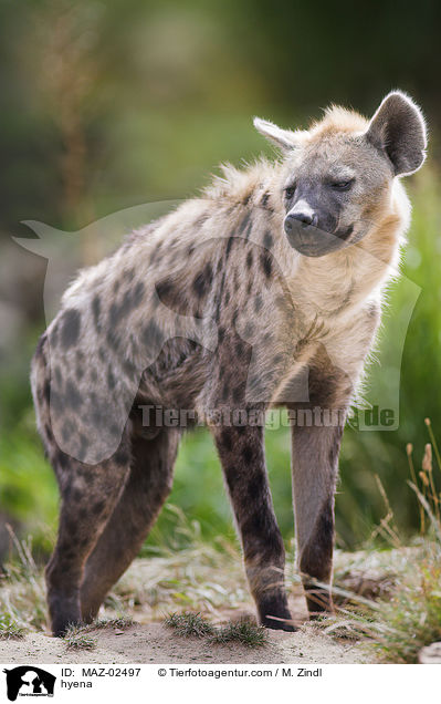 hyena / MAZ-02497