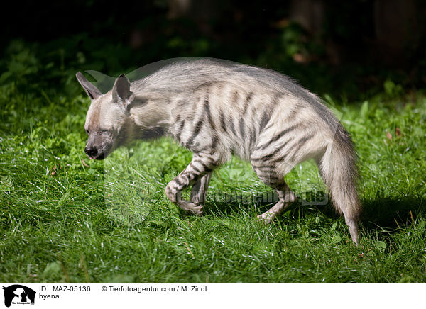 hyena / MAZ-05136