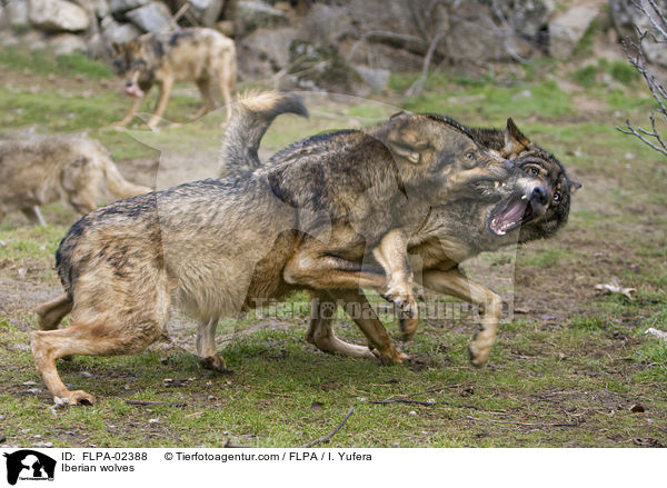 Iberian wolves / FLPA-02388