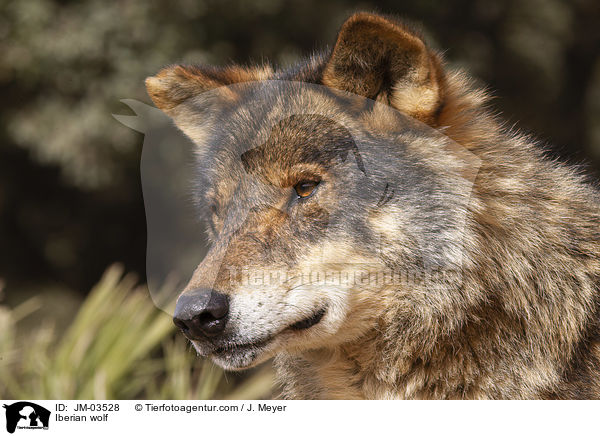 Iberian wolf / JM-03528