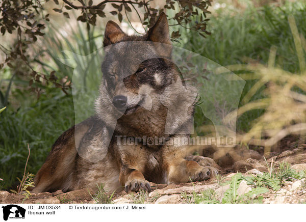 Iberian wolf / JM-03534