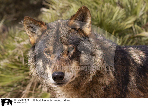 Iberian wolf / JM-03535