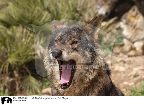 Iberian wolf / JM-03541