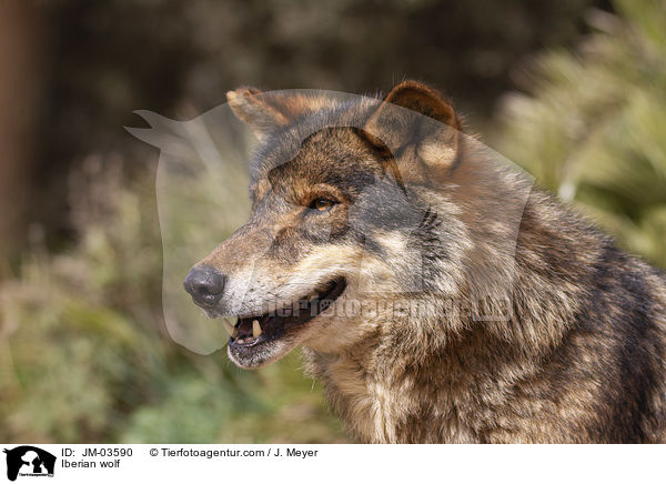 Iberian wolf / JM-03590