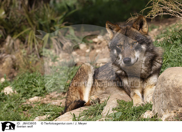 Iberian wolf / JM-03605