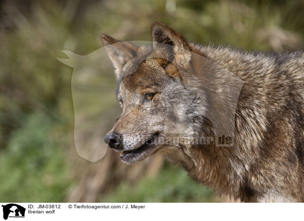 Iberian wolf / JM-03612