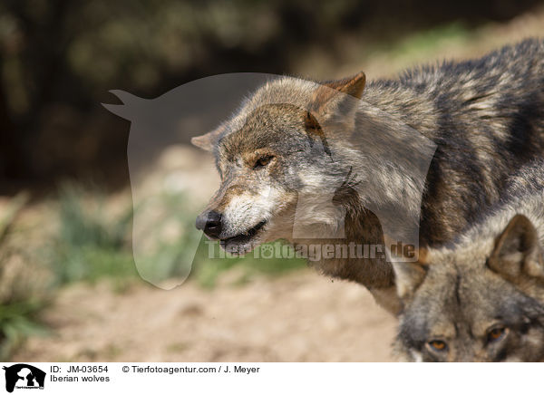 Iberian wolves / JM-03654