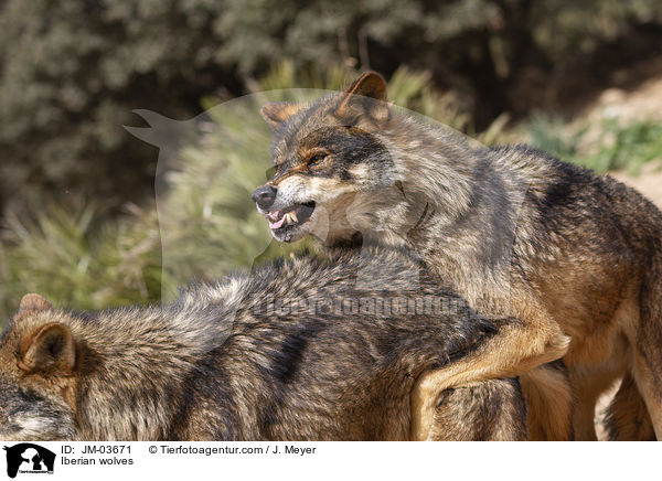 Iberian wolves / JM-03671