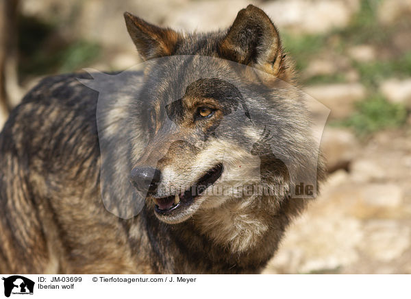 Iberian wolf / JM-03699