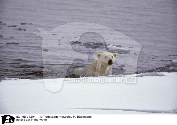 polar bear in the water / HB-01204