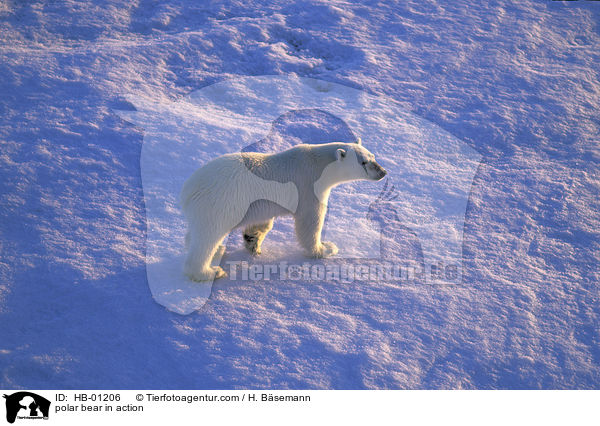polar bear in action / HB-01206