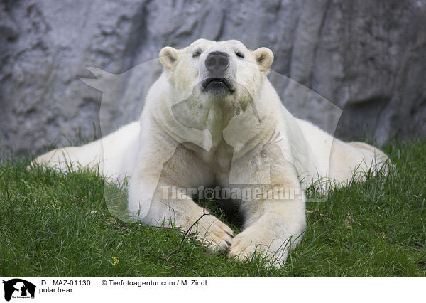 polar bear / MAZ-01130