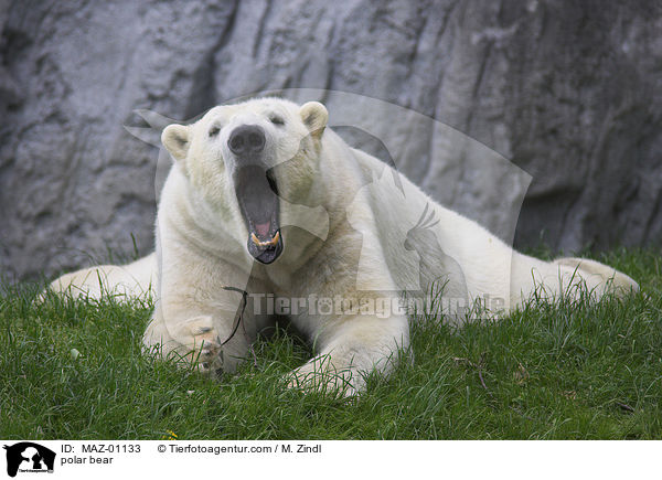 polar bear / MAZ-01133