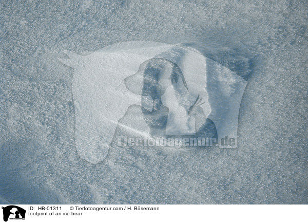 Eisbrenspur / footprint of an ice bear / HB-01311