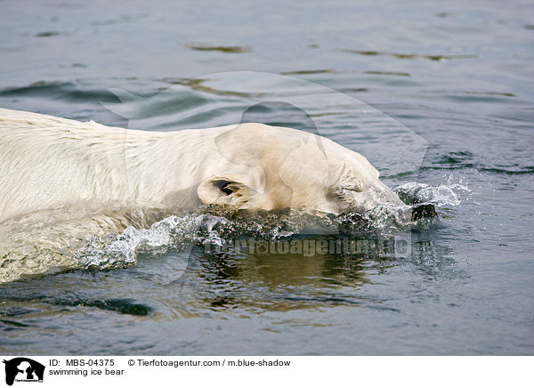swimming ice bear / MBS-04375