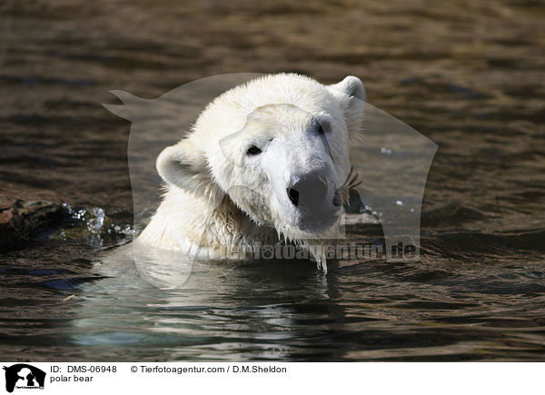 polar bear / DMS-06948
