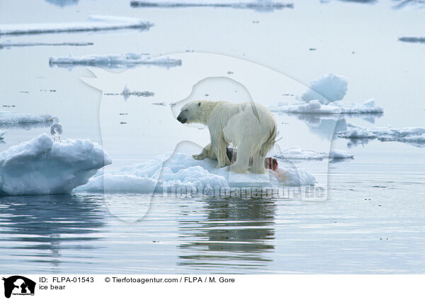 ice bear / FLPA-01543