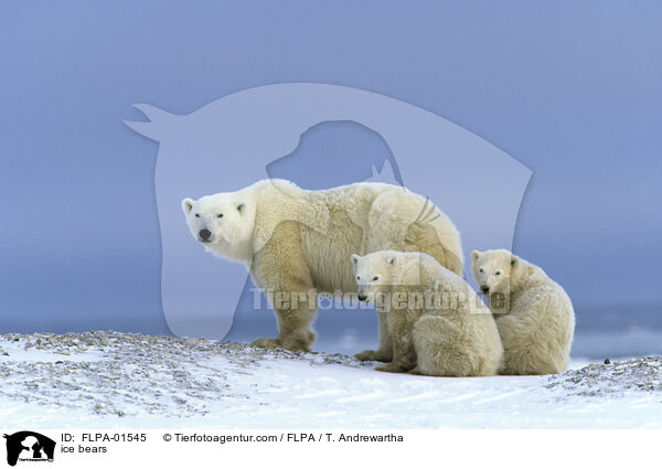 Eisbren / ice bears / FLPA-01545