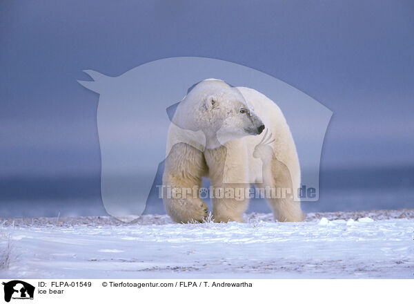 ice bear / FLPA-01549