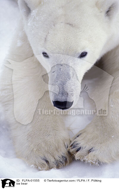 ice bear / FLPA-01555