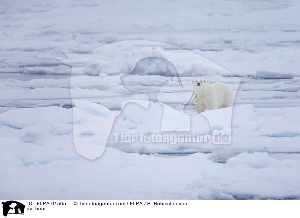 ice bear / FLPA-01565