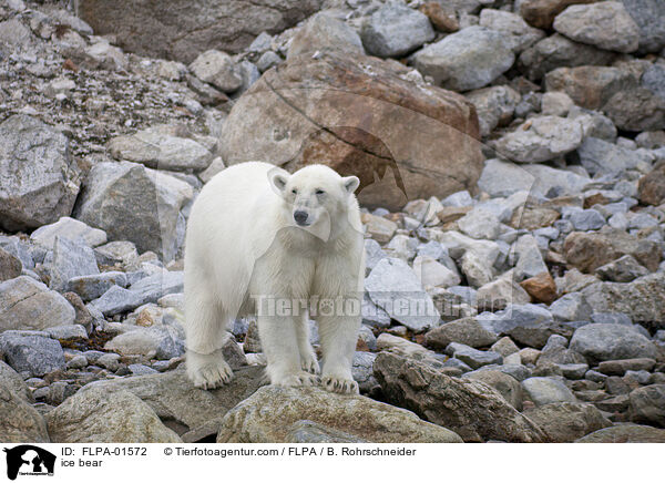 ice bear / FLPA-01572