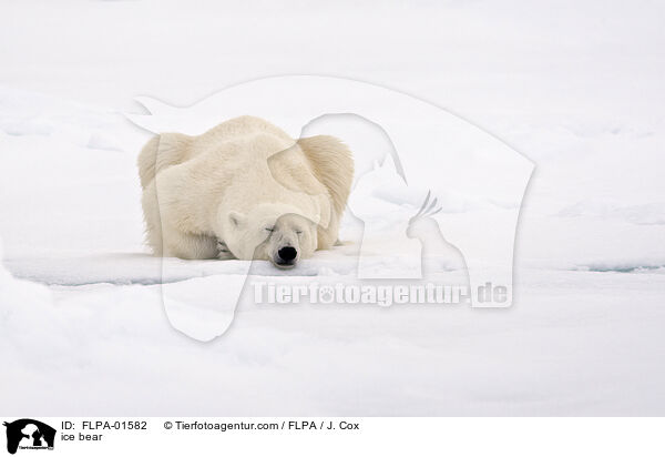 ice bear / FLPA-01582