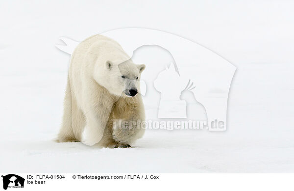 Eisbr / ice bear / FLPA-01584