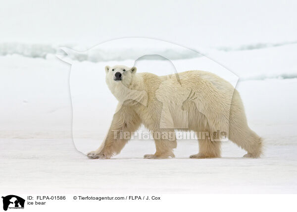 Eisbr / ice bear / FLPA-01586