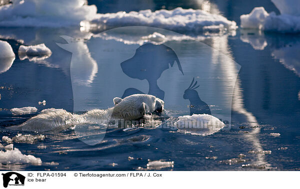 Eisbr / ice bear / FLPA-01594