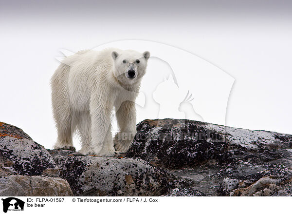 ice bear / FLPA-01597