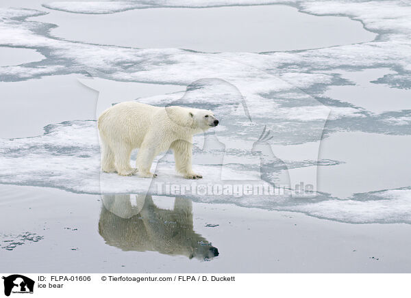 ice bear / FLPA-01606