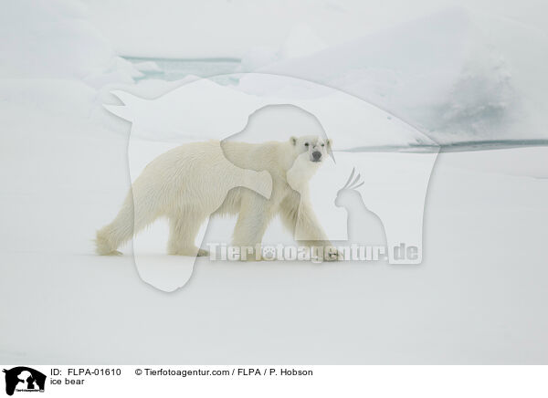 ice bear / FLPA-01610