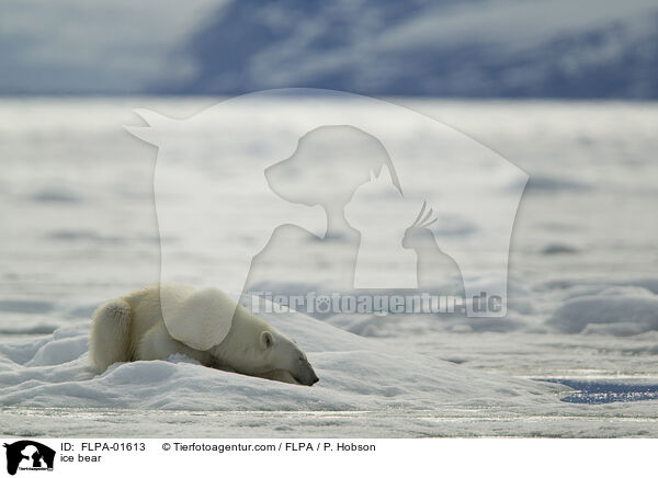 ice bear / FLPA-01613