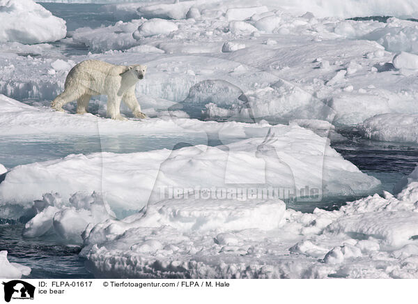 Eisbr / ice bear / FLPA-01617