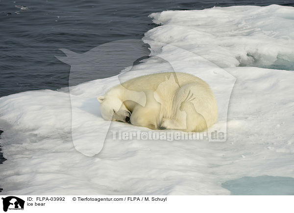 ice bear / FLPA-03992
