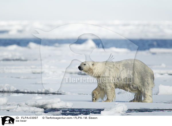 ice bear / FLPA-03997